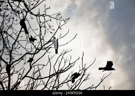 Guwahati, Assam, Inde. 7 février 2020. Oiseaux assis sur une branche saisonnière d'arbres sans feuilles de l'hiver, en journée nuageux, à Guwahati. Crédit: David Talukdar/Zuma Wire/Alay Live News Banque D'Images