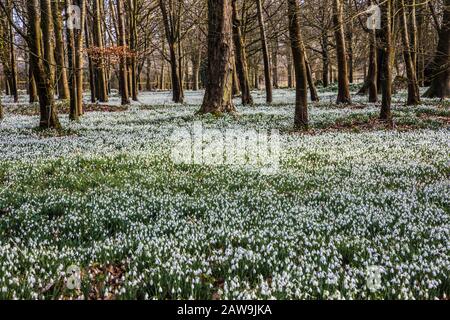 Chutes de neige au parc Welford à Berkshire. Banque D'Images