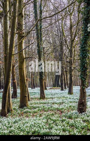 Chutes de neige au parc Welford à Berkshire. Banque D'Images