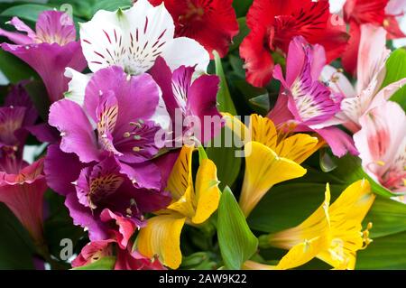 Magnifique arrière-plan de fleur d'alstroemeria violet, rose et jaune. Fleur d'Alstroemeria colorée. Gros plan. Banque D'Images