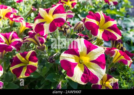 Image colorée des fleurs de pétunia Grandiflora avec un beau motif violet et jaune Banque D'Images
