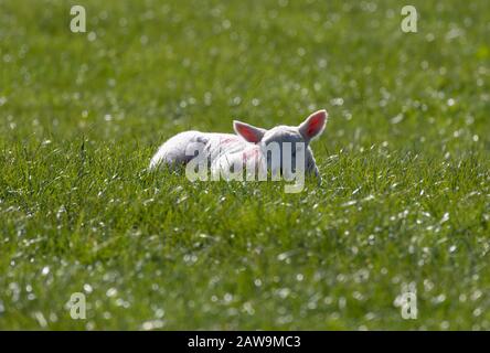 Un agneau endormi se relaxant dans l'herbe verte luxuriante d'un champ Banque D'Images