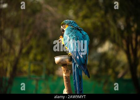 Le macaw bleu et jaune, les noix de macaw bleu et or dans le zoo, C'est un membre du grand groupe de perroquets néotropicaux Banque D'Images