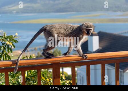 Hermanus, Cap Occidental, Afrique Du Sud. Déc 2019. Un singe Vervet grimpant sur le balcon d'une maison privée à Hermanus, en Afrique du Sud. Banque D'Images