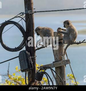 Hermanus, Cap Occidental, Afrique Du Sud. Déc 2019. Deux singes de Vervet mangeant et jouant près d'une boîte de jonction d'électricité sur un poteau de télégraphe sur le dessus de Banque D'Images