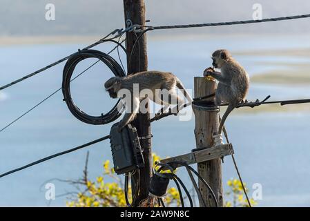 Hermanus, Cap Occidental, Afrique Du Sud. Déc 2019. Deux singes de Vervet mangeant et jouant près d'une boîte de jonction d'électricité sur un poteau de télégraphe sur le dessus de Banque D'Images