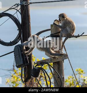 Hermanus, Cap Occidental, Afrique Du Sud. Déc 2019. Deux singes de Vervet mangeant et jouant près d'une boîte de jonction d'électricité sur un poteau de télégraphe sur le dessus de Banque D'Images