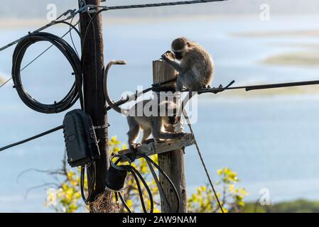 Hermanus, Cap Occidental, Afrique Du Sud. Déc 2019. Deux singes de Vervet mangeant et jouant près d'une boîte de jonction d'électricité sur un poteau de télégraphe sur le dessus de Banque D'Images