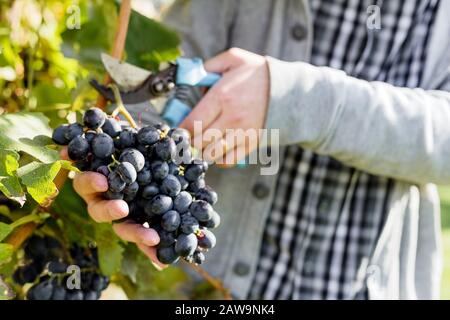 L'homme venu de la récolte des raisins noirs sur vigne. Les mains d'hommes automne ramasser la récolte des raisins pour l'élaboration du vin dans le vignoble. Cabernet Sauvignon, Merlot, Pinot Banque D'Images