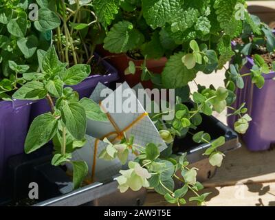 Des semis d'herbes et des paquets de graines sont réadiés pour planter dans le jardin à l'extérieur sur une table de travail au soleil Banque D'Images