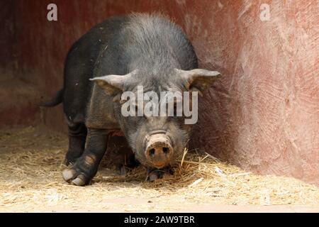 Hängebauchschwein Banque D'Images