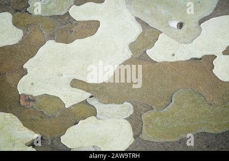 Vue rapprochée texturée du motif camouflage naturel d'un tronc d'arbre Banque D'Images