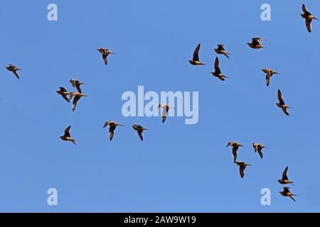 Namaqua Sandgocles namaqua (Pterocles namaqua) flock en vol Karoo, Afrique du Sud Novembre Banque D'Images