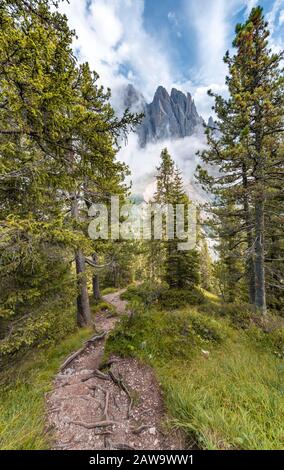 Sentier de randonnée dans la forêt, derrière Sass Rigais, Parco Naturale Puez Odle, Tyrol du Sud, Italie Banque D'Images