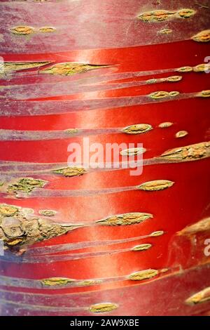 Prunus serrula. La cerise tibétaine présente une écorce brillante de couleur cuivre caractéristique en hiver. ROYAUME-UNI Banque D'Images