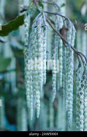 Garrya Elliptica 'James Roof'. L'arbre à franges en soie affiche des chatons verts gris en hiver - janvier. ROYAUME-UNI. AGM Banque D'Images