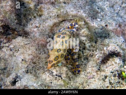 Plus de Blue-ringed Octopus (Hapalochlaena lunulata) Banque D'Images