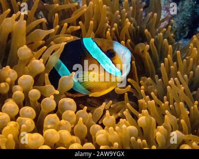 Clarkes Anemonefish (Amphipirion clarckii) à Malapascua, Philippines Banque D'Images
