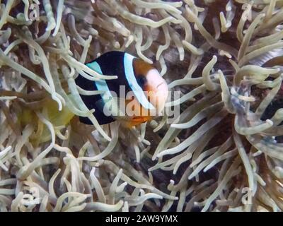 Clarkes Anemonefish (Amphipirion clarckii) à Malapascua, Philippines Banque D'Images