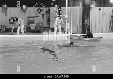 Équipe de football Atletico Madrid au Dolphinarium de Zandvoort Martínez Jayo dans un bateau derrière un dauphin Date: 27 avril 1971 lieu: Nord-Holland, Zandvoort mots clés: Dauphins, joueurs, footballeur de sport Nom: Jayo Martínez, Jesús Banque D'Images