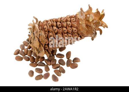 Cône isolé. Cône de cèdre pelé avec écrous. Noix de pin de cèdre. Cônes d'un cèdre du Manchurien (pin coréen). Cônes résineux mûrs. Russie. Extrême-Orient. Banque D'Images