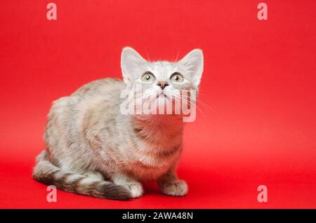 Tabby Cat gris sur fond rouge. Portrait animal. Pet. Placer pour le texte. Banque D'Images