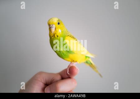 Joli portrait de boudgerigar de parakeet. Elle est jaune et verte et perchée sur un doigt humain regardant la caméra avec un fond gris Banque D'Images