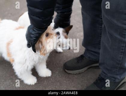 Un joli chien doux regarde quand il est martelé par un homme à l'extérieur sur le tarmac pendant une promenade de chien. Un terrier Jack Russell est à côté de lui aussi fusé. Banque D'Images