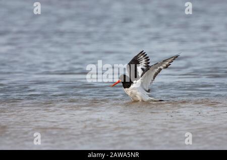 Oystercarcher eurasien, Haematopus ostralegus, baignade pour adultes et ailes de flelage dans le lagon côtier. Pris Juillet. Pennington Marshes, Hampshire, Banque D'Images