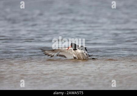 Oystercarcher eurasien, Haematopus ostralegus, baignade pour adultes et ailes de flelage dans le lagon côtier. Pris Juillet. Pennington Marshes, Hampshire, Banque D'Images