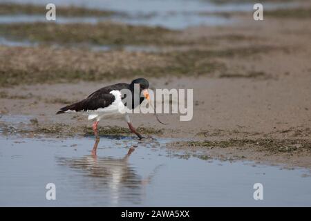 Eurasien Oystercatcher, Haematopus ostralegus, seul adulte tenant le ver dans la facture. Pris Juillet. Minsmere, Suffolk, Royaume-Uni. Banque D'Images