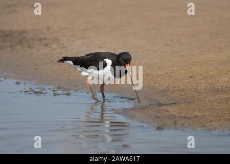 Eurasien Oystercatcher, Haematopus ostralegus, un seul adulte tirant vers de la boue. Pris Juillet. Minsmere, Suffolk, Royaume-Uni. Banque D'Images