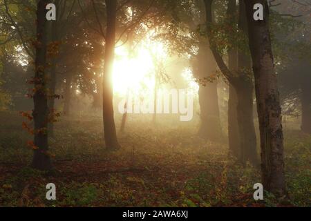 Misty Morning Sunlight Dans Certains Woodland Près De Durham City, Comté De Durham, Angleterre, Royaume-Uni. Banque D'Images