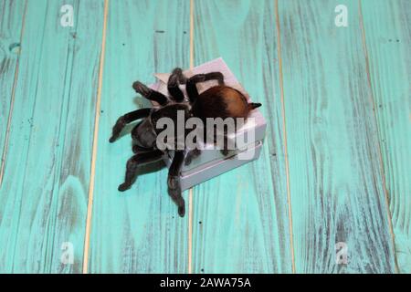 Spider Tarantula Brachypelma vagans sur un beau fond Banque D'Images