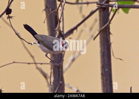 Waxbill (Estrilda troglodytes), homme, Gambie, grondement mi-noir. Banque D'Images