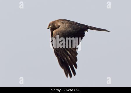 Kite à bec jaune (Milvus parasiitus) juvénile en vol, Gambie. Banque D'Images