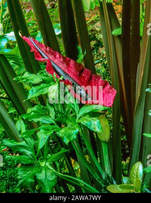 Dracunculus, Voodoo Lily, Arum Dracunculus, Cypress Garden, Mill Valley en Californie Banque D'Images