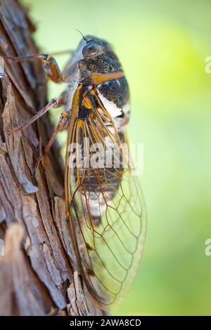 Gros plan d'une cicada assise sur un arbre Banque D'Images