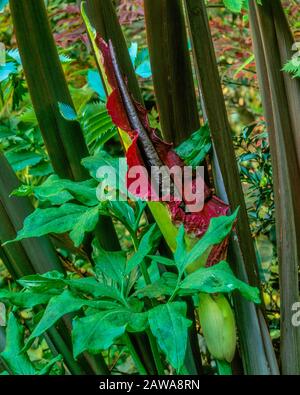 Dracunculus, Voodoo Lily, Arum Dracunculus, Cypress Garden, Mill Valley en Californie Banque D'Images