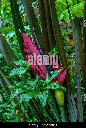 Dracunculus, Voodoo Lily, Arum Dracunculus, Cypress Garden, Mill Valley, Californie Banque D'Images