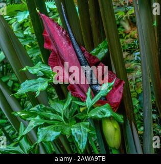 Dracunculus, Voodoo Lily, Arum Dracunculus, Cypress Garden, Mill Valley, Californie Banque D'Images