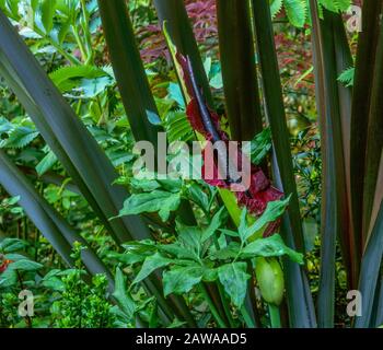 Dracunculus Vulgaris, Voodoo Lily, Arum Dracunculus, Cypress Garden, Mill Valley Ca Banque D'Images