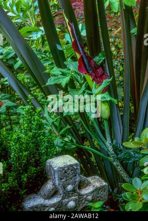 Dracunculus Vulgaris, Voodoo Lily, Arum Dracunculus, Cypress Garden, Mill Valley Ca Banque D'Images