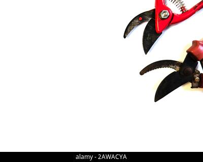 Sécateur sur fond blanc. Ciseaux de jardin. Banque D'Images