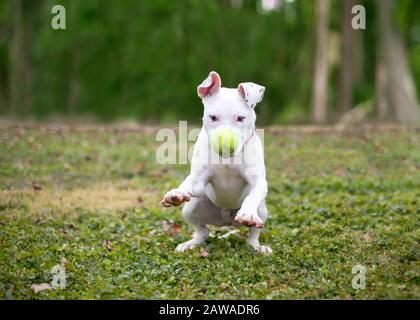Un chien de race mixte de Terrier à tête plate blanc sautant pour attraper une balle devant son visage Banque D'Images