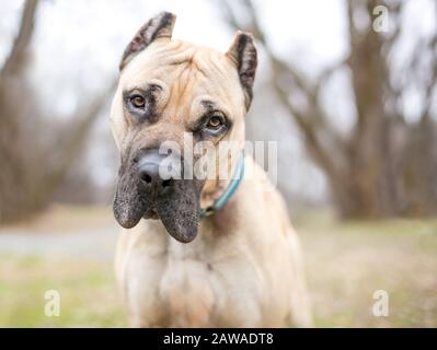 Chien mastiff de canne Corso aux couleurs frayeuses, aux oreilles coupées, à l'écoute avec une inclinaison de la tête Banque D'Images