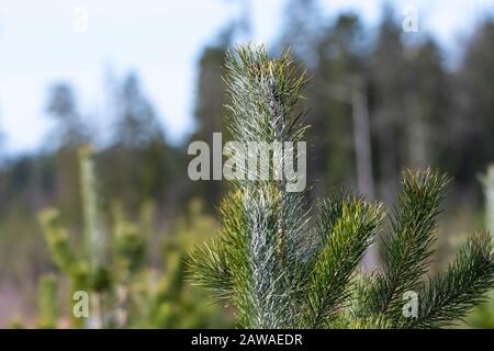 Jeune plante de pin avec traitement contre les animaux dans la foresterie scandinave Banque D'Images