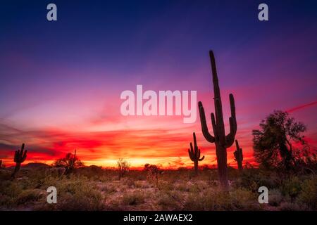 Coucher de soleil pittoresque en Arizona et paysage du désert de Sonoran avec cactus Saguaro au parc de montagne d'Usery à Phoenix Banque D'Images