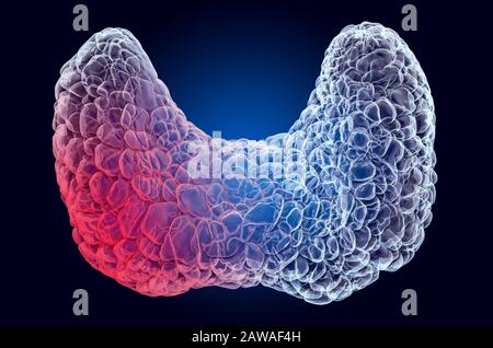 La douleur dans le concept thyroïde. Effet de lumière fantôme, hologramme de rayons X. Rendu tridimensionnel sur fond bleu foncé Banque D'Images