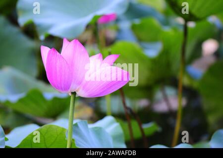 Floraison de lotus rose Banque D'Images